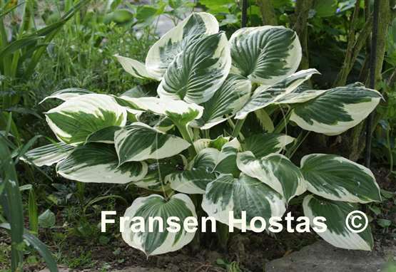 Hosta Minuteman